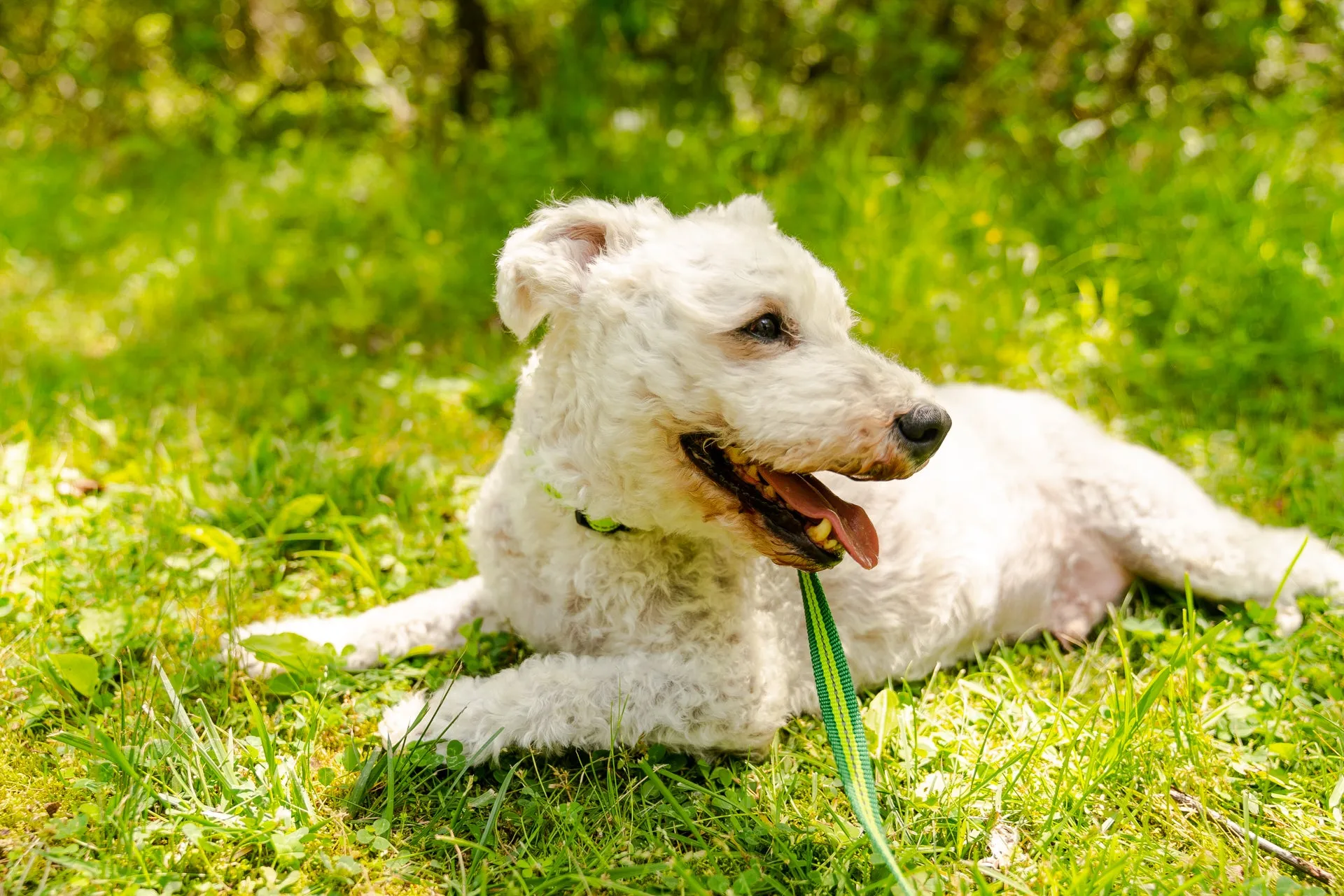 Appalachian Kiwi Green Dog Collar - Wholesale