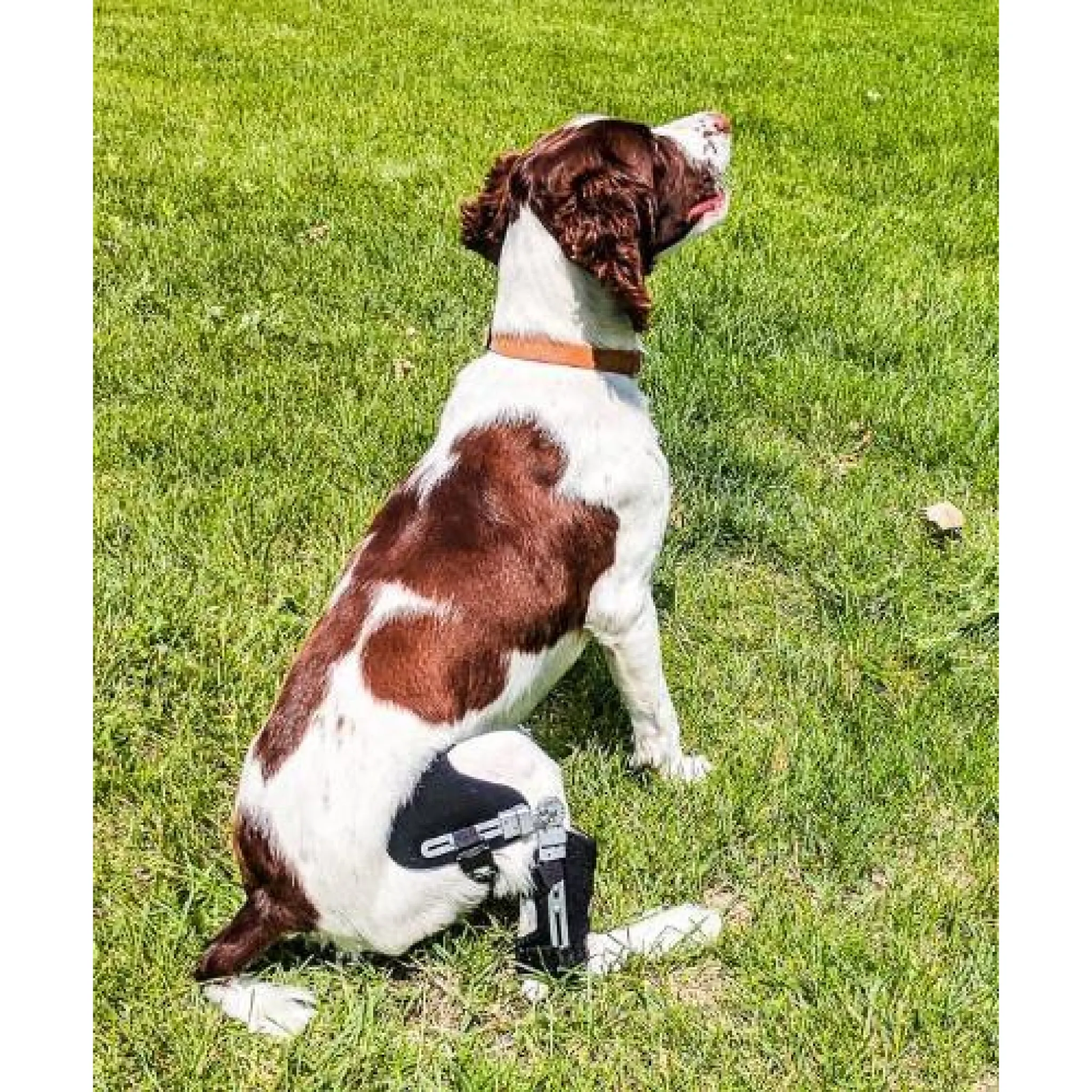 Performance Dog Knee Brace | CCL-ACL Stifle | Dog Rear Leg Brace