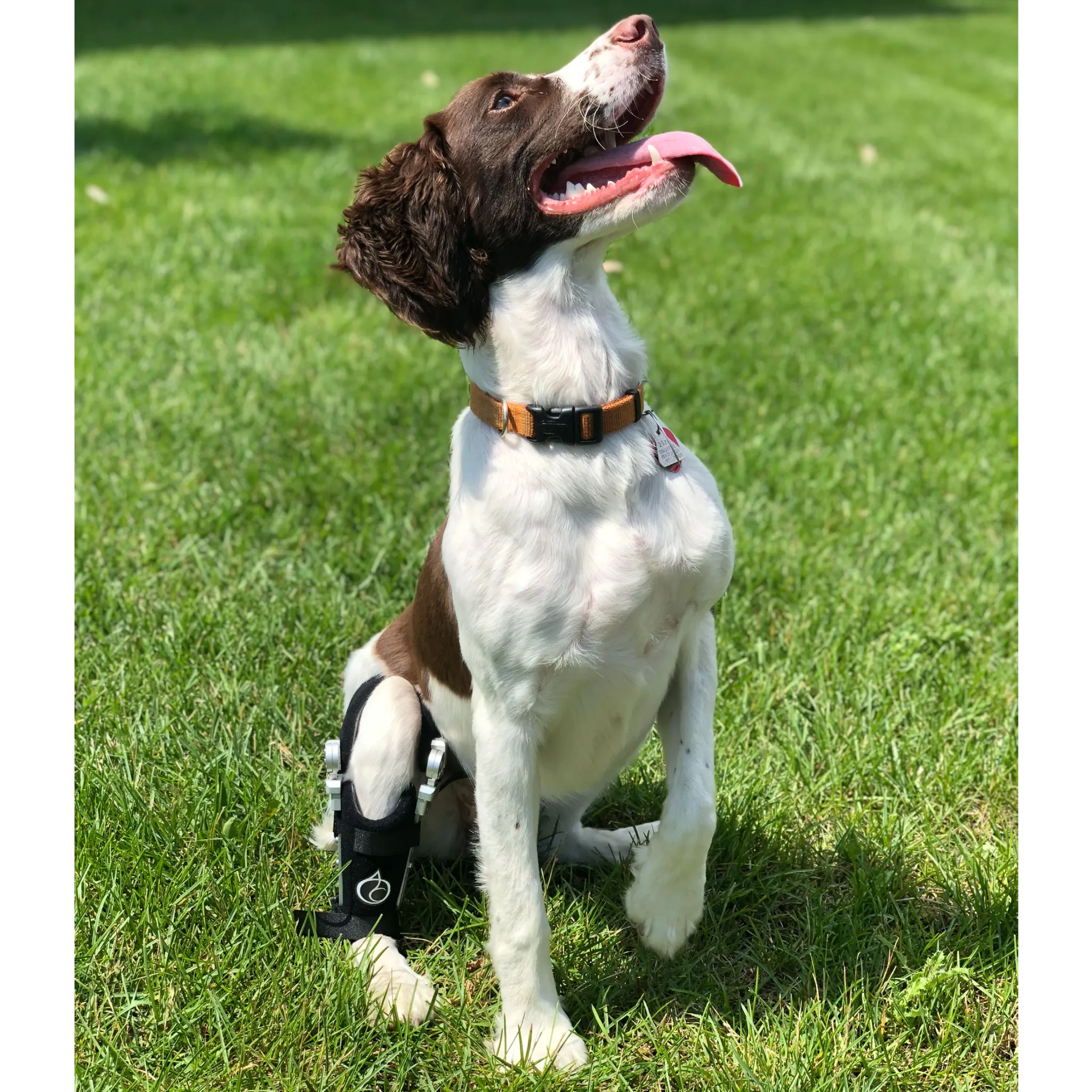 Performance Dog Knee Brace | CCL-ACL Stifle | Dog Rear Leg Brace