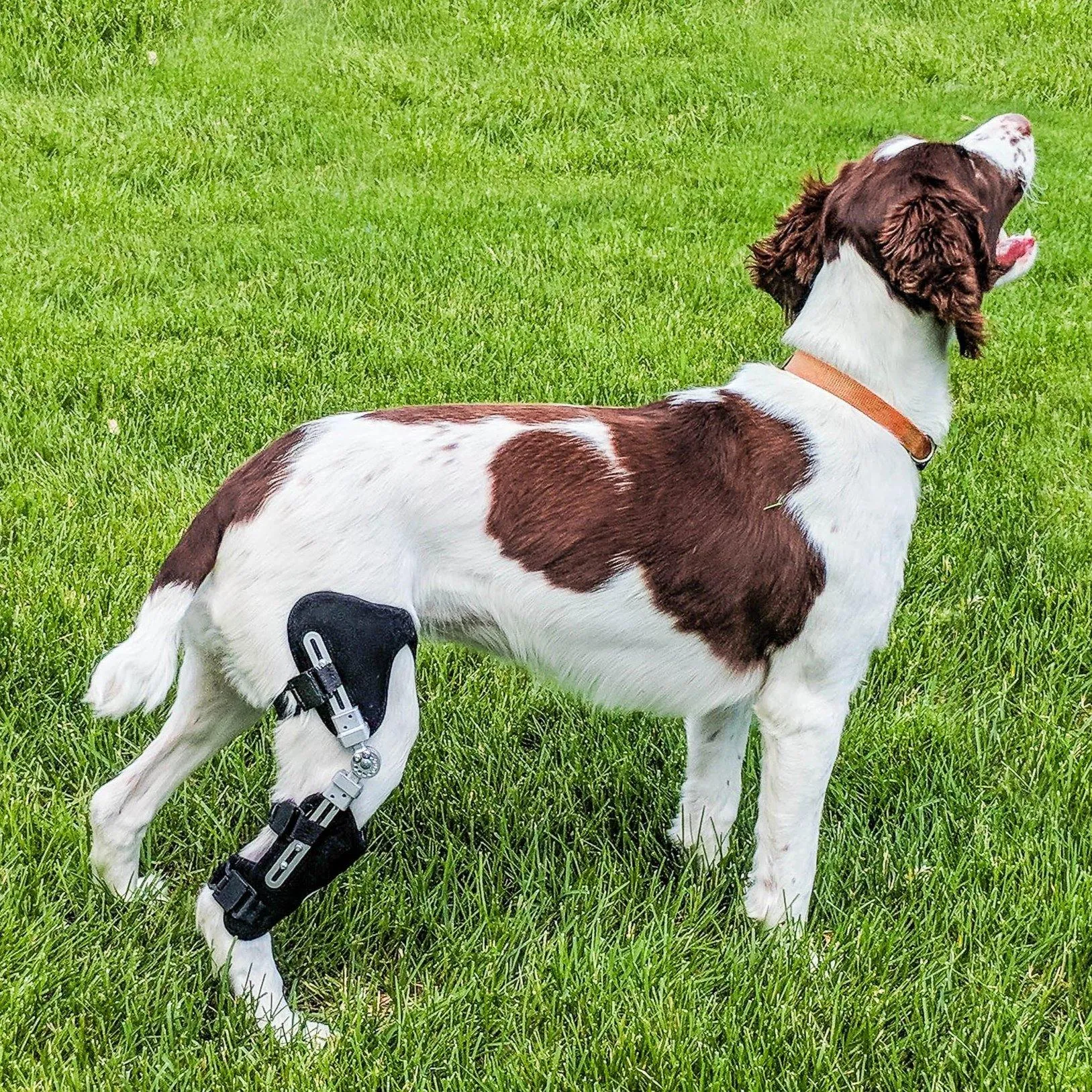 Performance Dog Knee Brace | CCL-ACL Stifle | Dog Rear Leg Brace