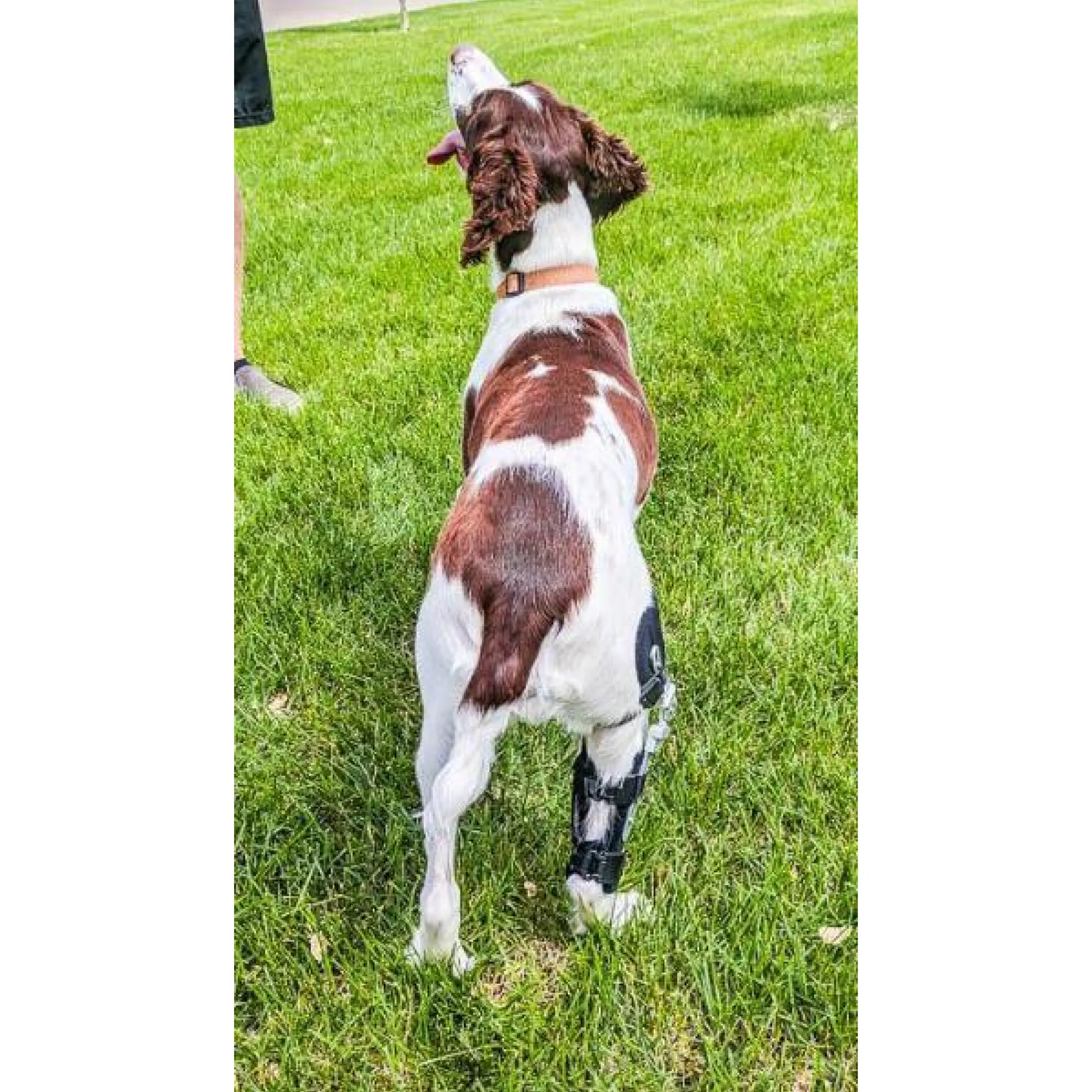 Performance Dog Knee Brace | CCL-ACL Stifle | Dog Rear Leg Brace